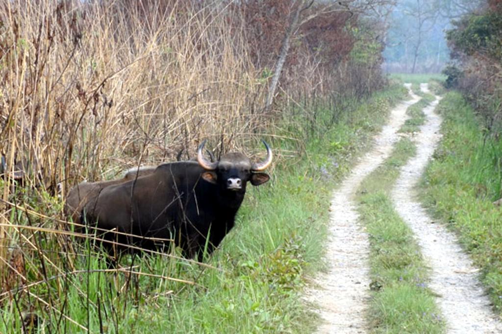 Chitwan Safari Camp & Lodge Sauraha Eksteriør billede