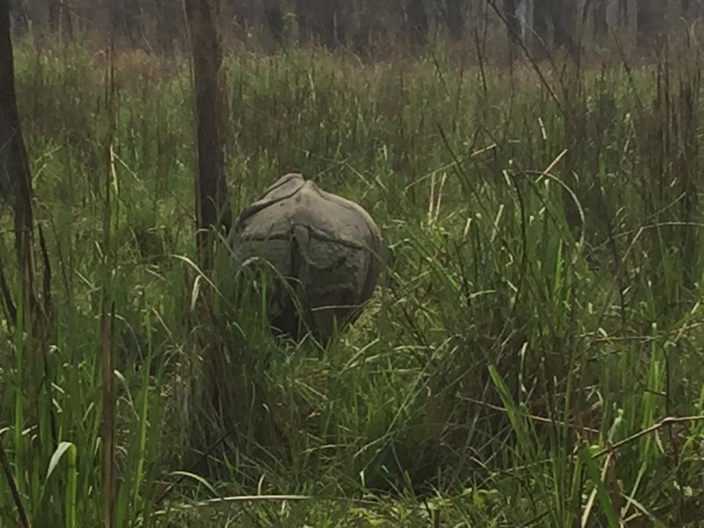 Chitwan Safari Camp & Lodge Sauraha Eksteriør billede