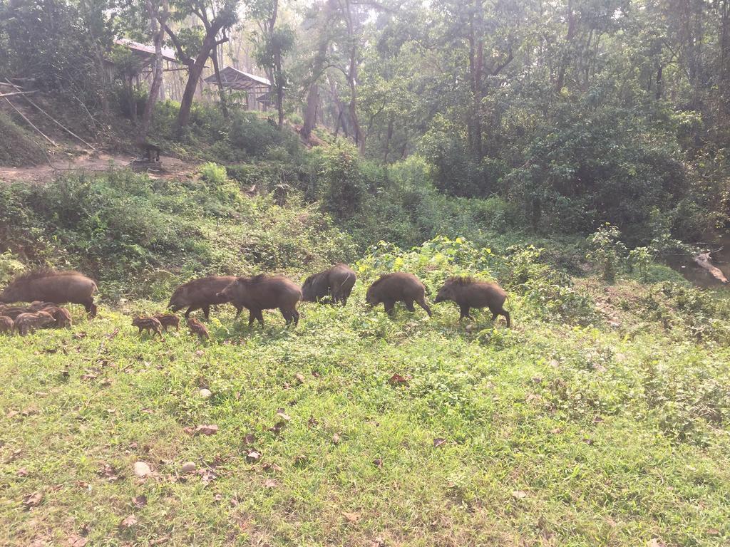 Chitwan Safari Camp & Lodge Sauraha Eksteriør billede