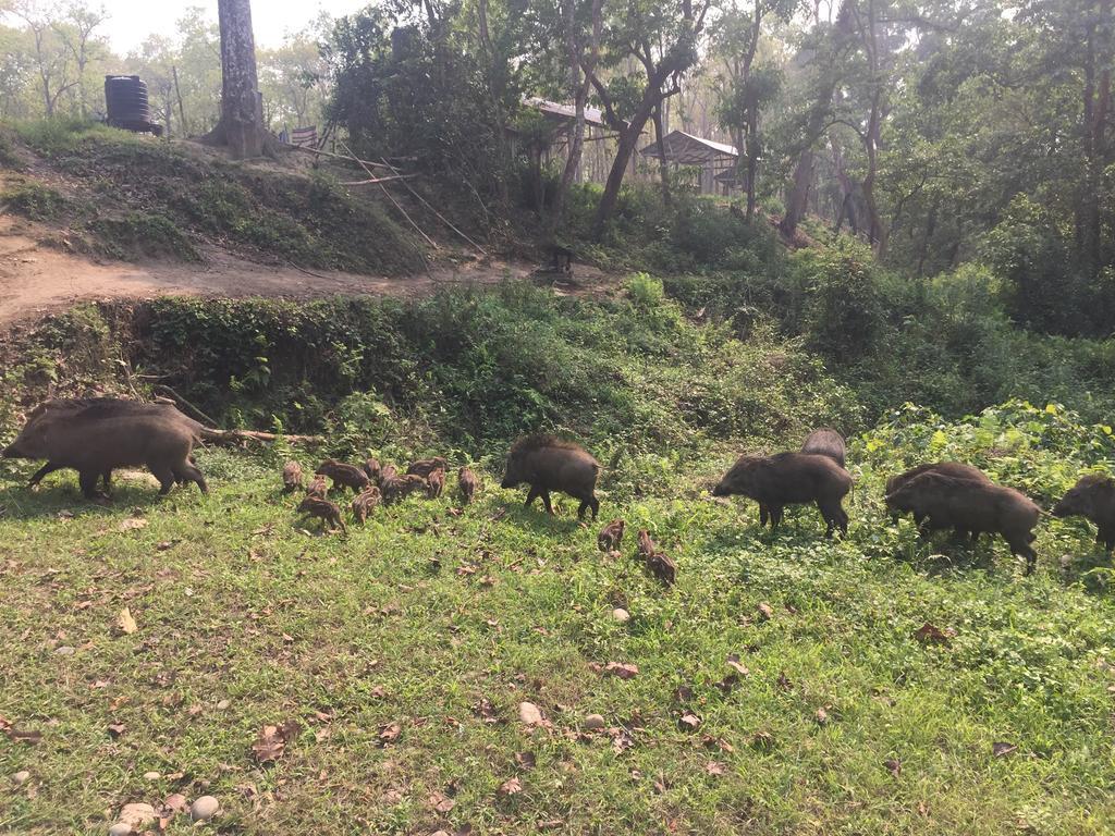 Chitwan Safari Camp & Lodge Sauraha Eksteriør billede