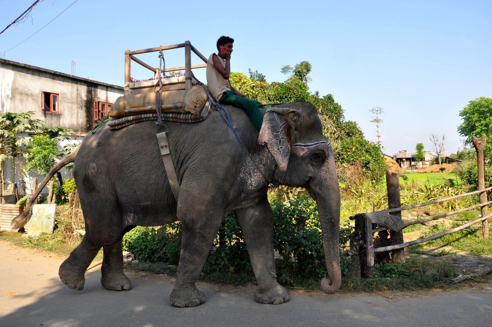 Chitwan Safari Camp & Lodge Sauraha Eksteriør billede